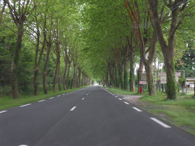 Bel alignement de platanes entre Cestas et Le Barp (Gironde)